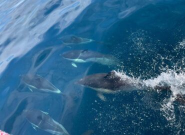 Dolphins riding the bow wave