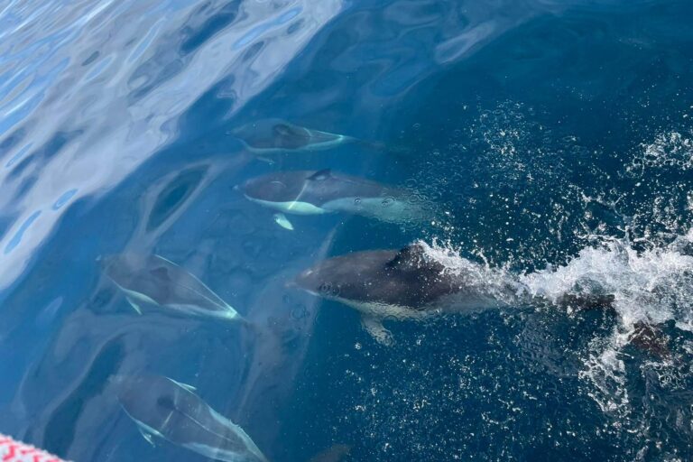 Dolphins riding the bow wave